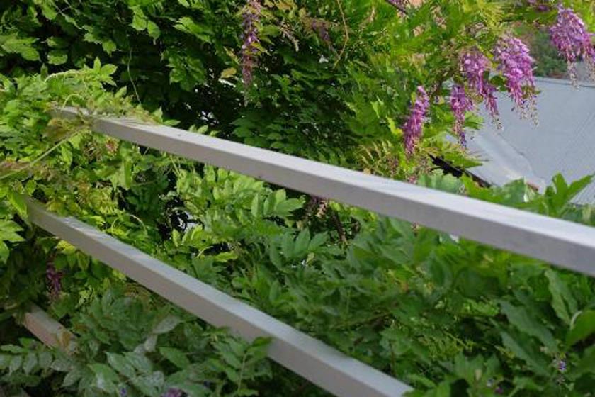 Blueberry Nights Tbilisi - Balcony