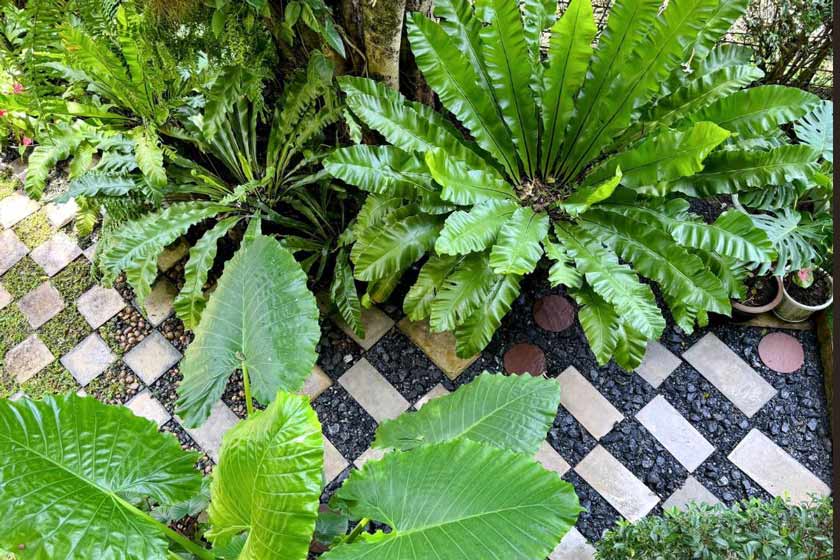 Ideo Phuket Hotel Phuket - garden