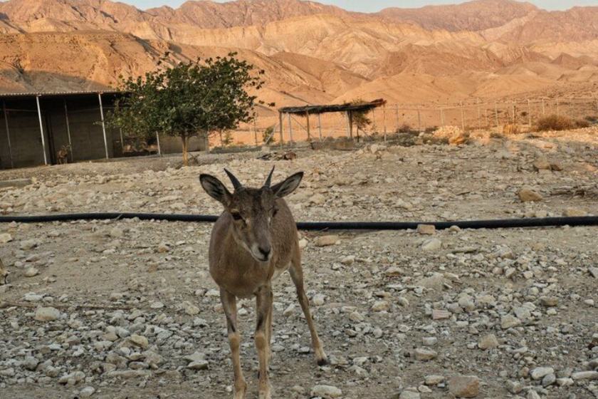 قوچ مینیاتوری ۱۰۰ هزاردلاری جاذبه اکوتوریسم لار