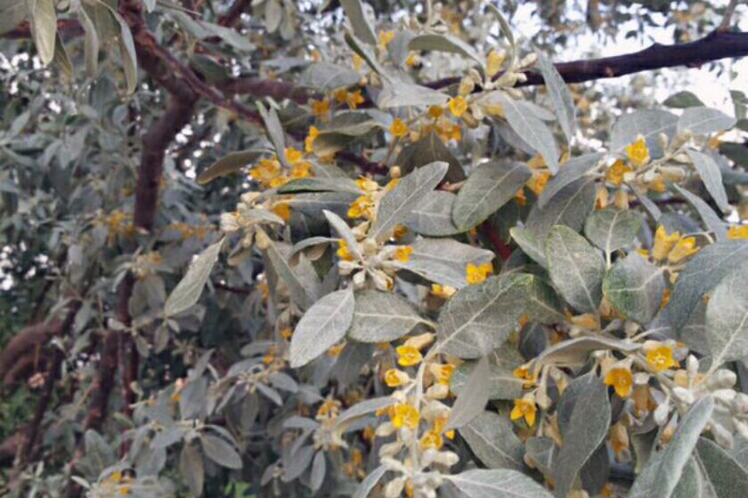 نخستین جشنواره گل سنجد در بسطام برگزار می شود