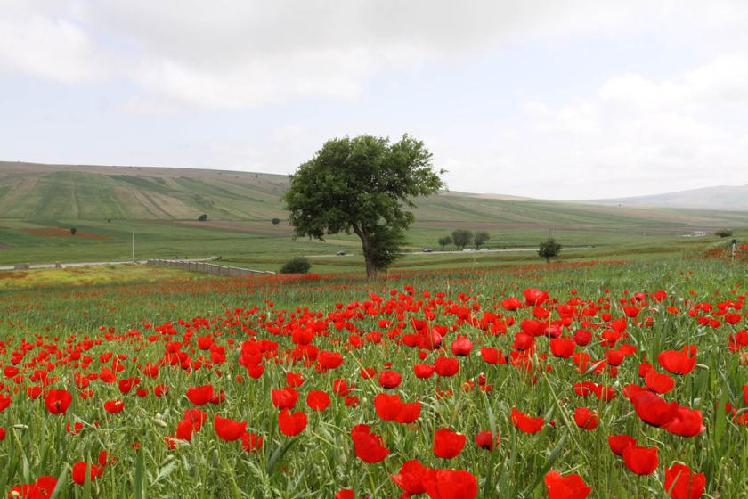 هفدهمین جشنواره گردشگری سفر به دشت شقایق کالپوش برگزار می شود