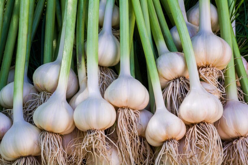 روز سیر