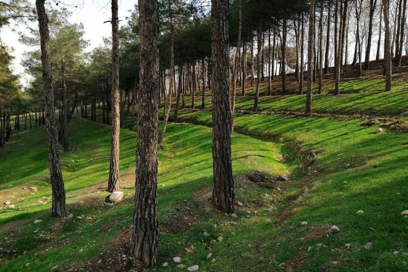 پارک جنگلی چیتگر