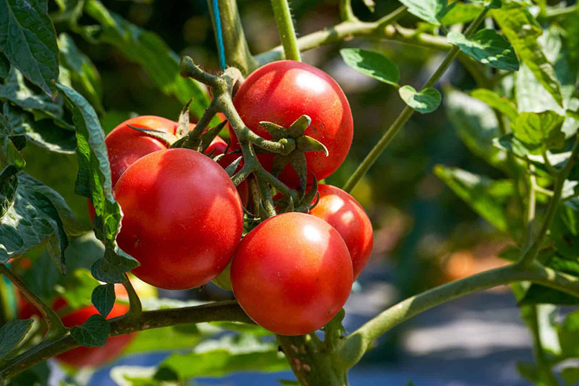 روز گوجه فرنگی