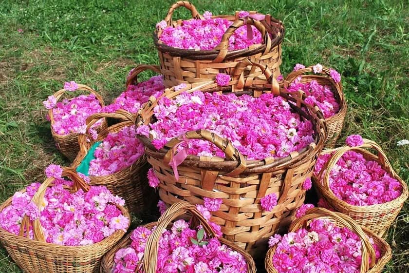 روز گلاب و گل محمدی. منبع عکس: Visitouriran. عکاس: نامشخص