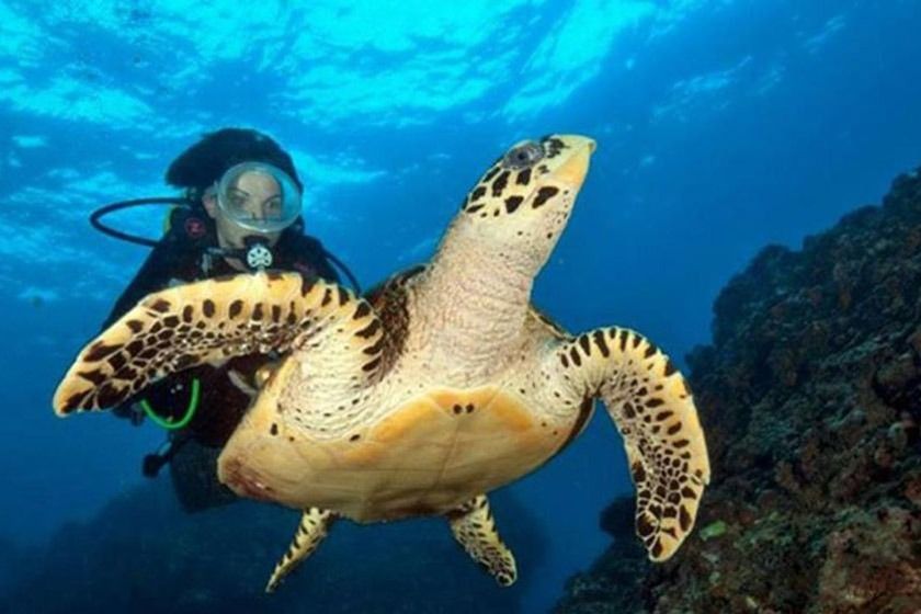 Phi Phi Holiday Resort Phuket - Diving