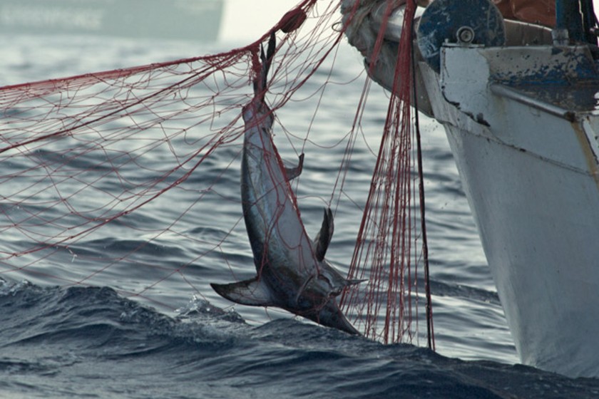 روز جهانی مبارزه با ماهیگیری غیرقانونی، کنترل‌نشده و گزارش‌نشده. منبع عکس: Seafoodwatch.Org. عکاس: نامشخص