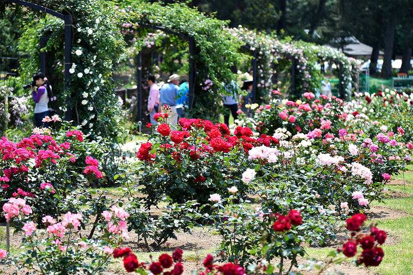روز فستیوال رز. منبع عکس: وبسایت: Visit-gunma.jp. عکاس: نامشخص