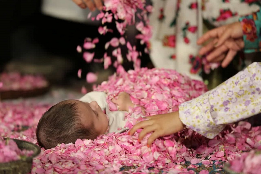 عطر گل محمدی در انتظار نوزادان؛ آیین ملی گل‌ غلتان کاشان