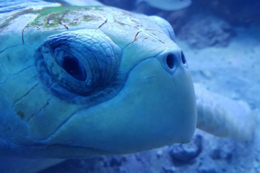 آکواریوم کیش؛ یک مرکز تفریحی برای دوستداران دریا