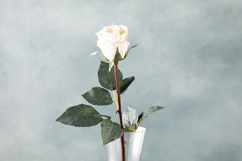 روز آبیاری یک گل 