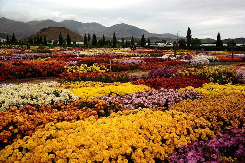 نمایشگاه گل و گیاه محلات ۲۳ خرداد آغاز به کار می‌کند