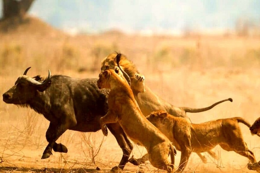 تأثیر انفجارها بر حیات وحش ایران؛ حیوانات زیستگاه خود را ترک را می‌کنند