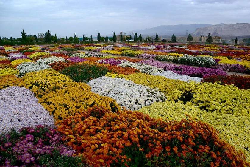 گل و گیاه های محلات. منبع عکس خبرگزاری مهر. عکاس محمدباقر شهبازی