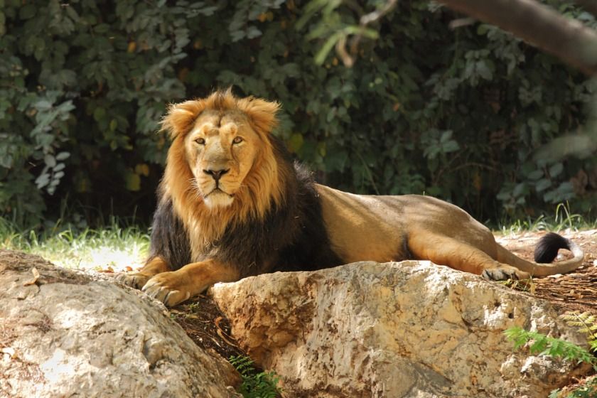روز باغ وحش 