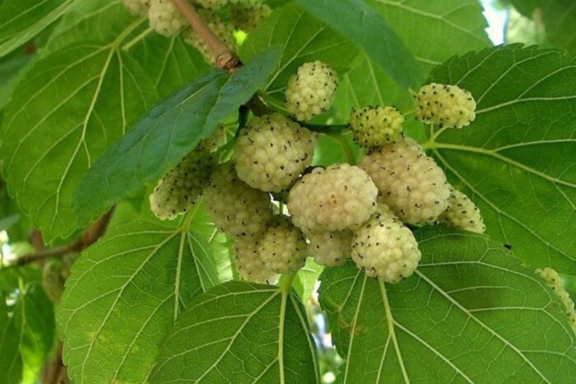 دومین جشنواره توت شهر شاندیز برگزار می شود