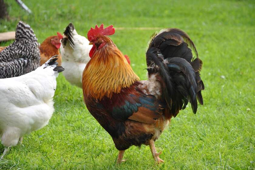 روز مرغ و خروس 