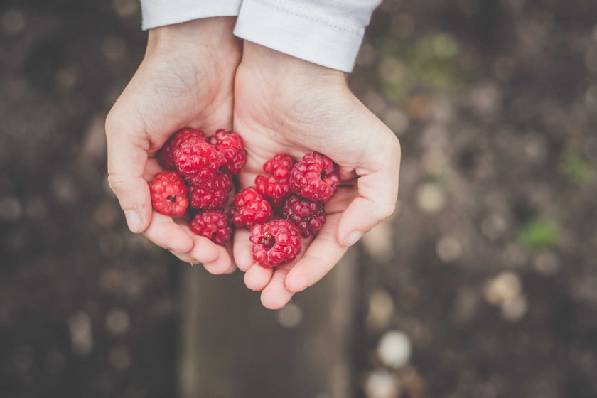 روز تمشک. منبع عکس: وبسایت Unsplash.com. عکاس: Annie Spratt