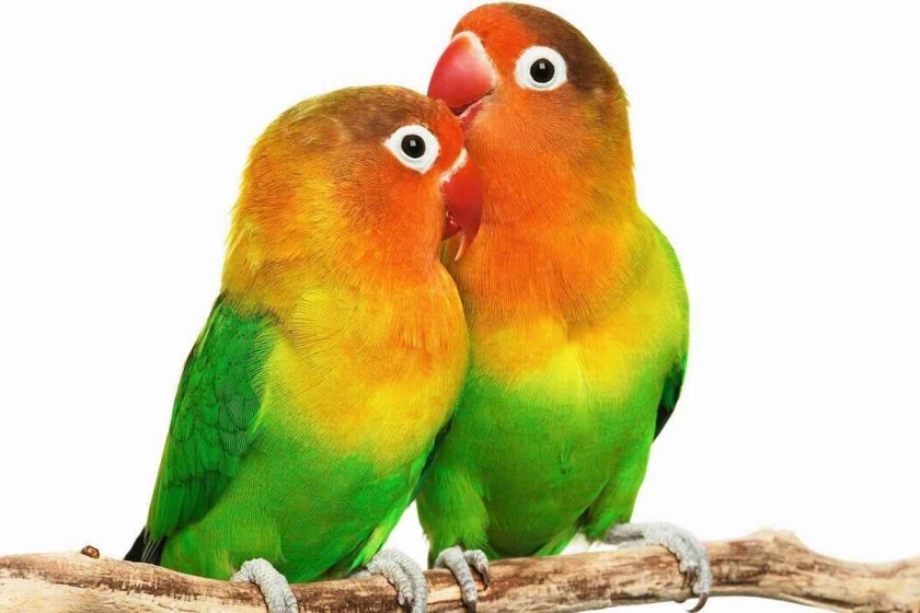 روز جهانی طوطی
