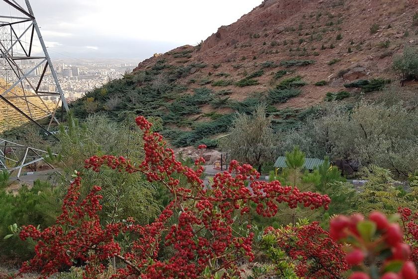 پارک جنگلی رشدیه 