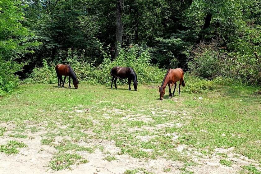 جنگل سرپوش تنگه. منبع عکس: گوگلمپ. عکاس: نامشخص