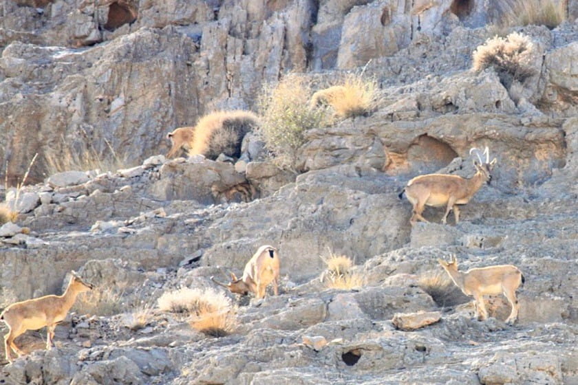 پارک کلاه قاضی