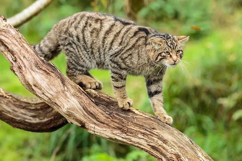 روز گربه‌های وحشی اسکاتلندی. منبع عکس: Daysoftheyear. عکاس: نامشخص