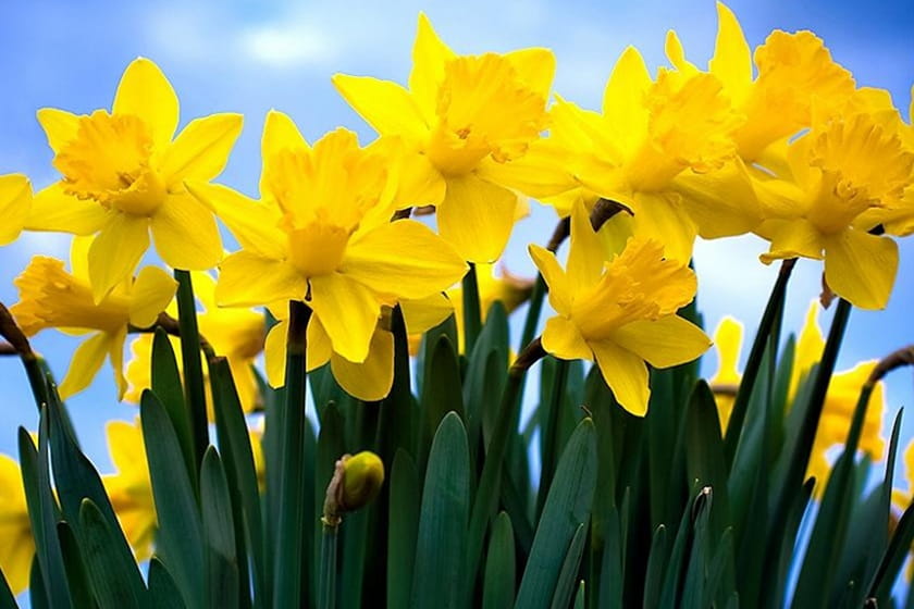 روز ملی گل نرگس. منبع عکس: Inside.Unsw. عکاس: نامشخص