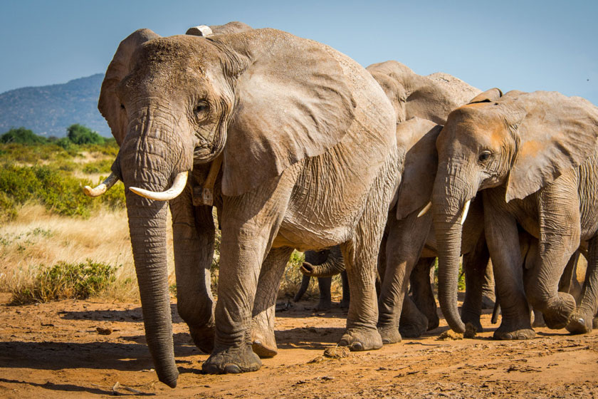 روز قدردانی از فیل‌ها
