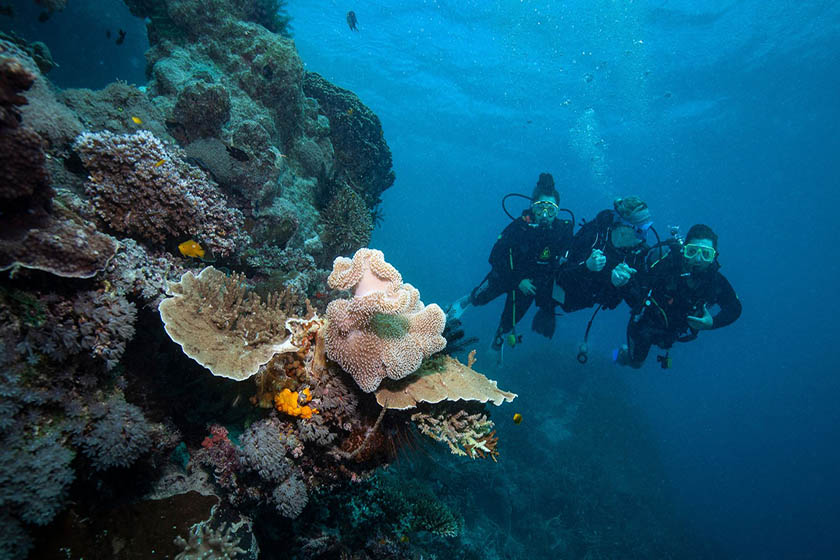 روز جهانی غواصی. منبع عکس: وبسایت Cruisewhitsundays.com. عکاس: نامشخص