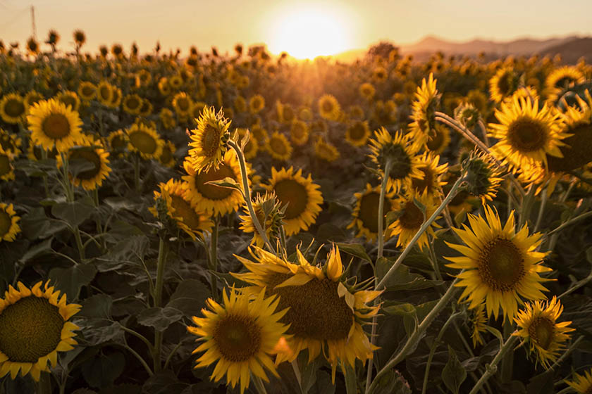 مزرعه آفتابگردان. منبع عکس: Bouqs.Com. عکاس: نامشخص