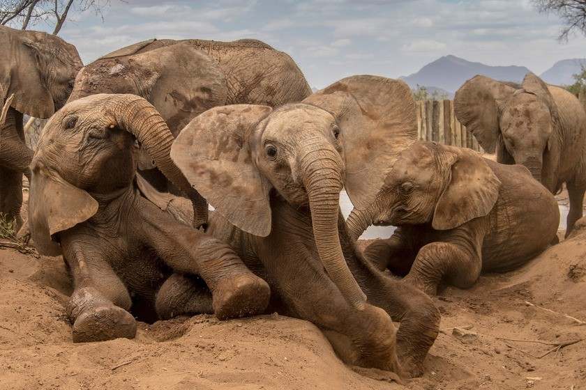 فیل ها در حال استراحت. منبع عکس: Natgeofe.Com. عکاس: نامشخص