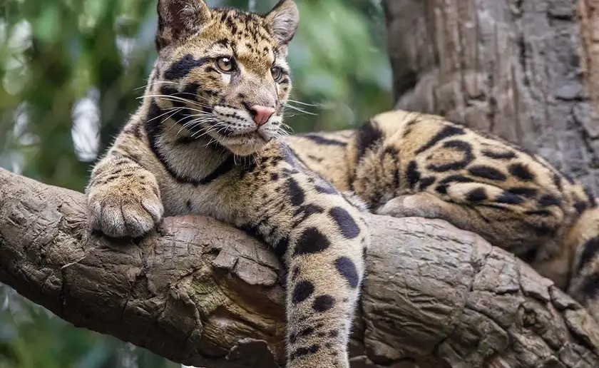 پلنگ ابری. منبع عکس: Nationaltoday.Com. عکاس: نامشخص