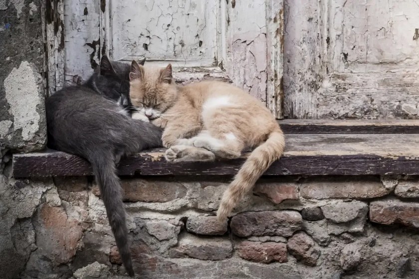 حیوانات بی خانمان. منبع عکس: وبسایت Dosomething.Org. عکاس: نامشخص