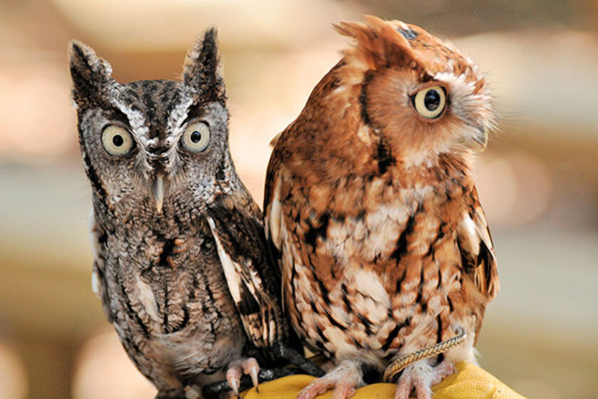 جغدهای قهوه ای. منبع عکس: Dnr.Illinois.Gov. عکاس: نامشخص