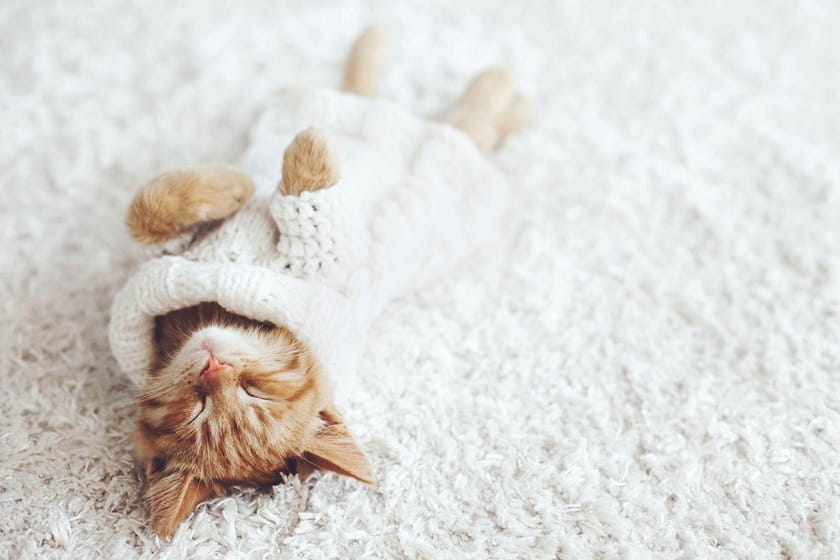 روز جهانی گربه. منبع عکس: Tractive. عکاس: نامشخص