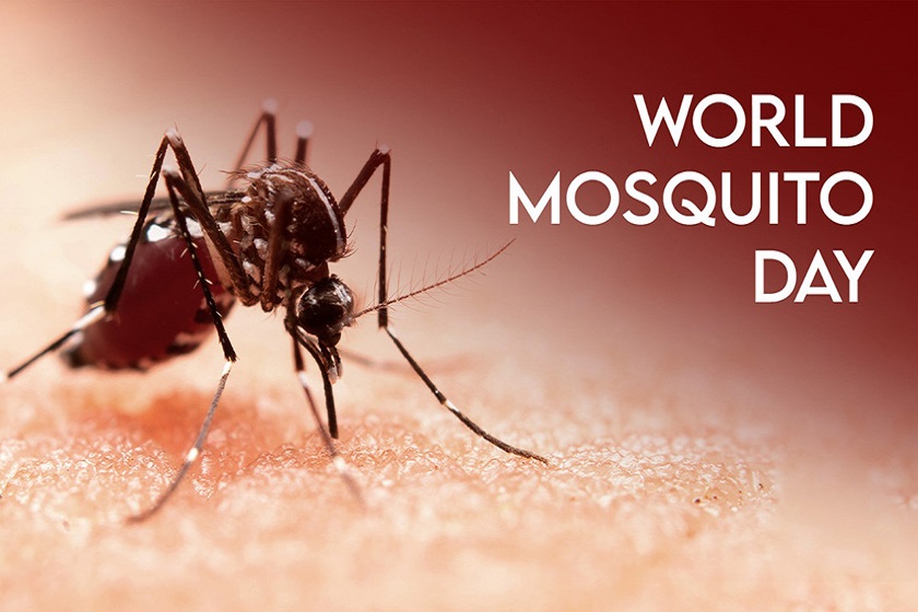 روز جهانی پشه. منبع عکس: وبسایت Northeast Live‏. عکاس: نامشخص