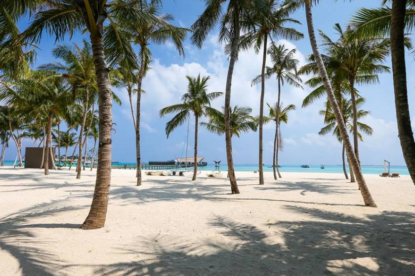 ساحل نارگیل