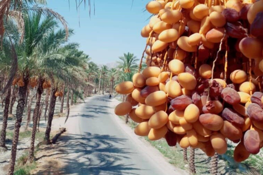 نخلستانهای هنگام