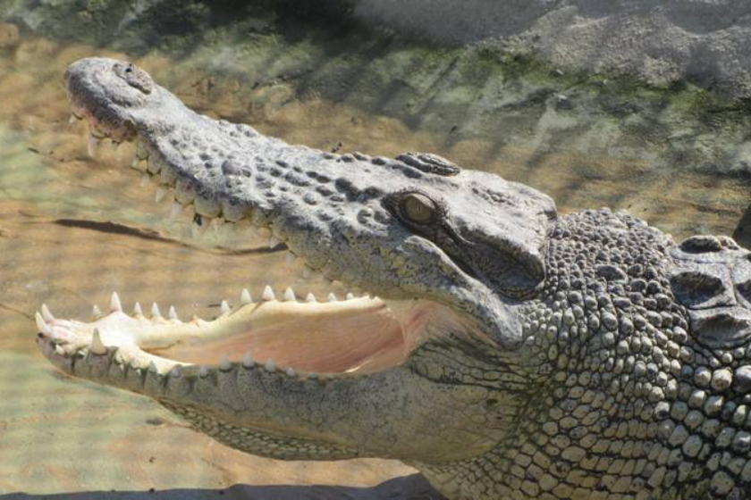 پارک کروکودیل