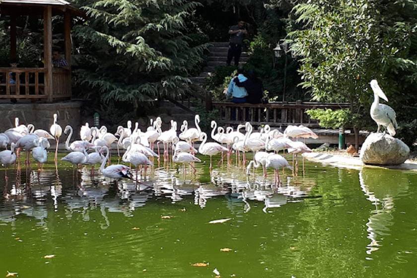 باغ پرندگان