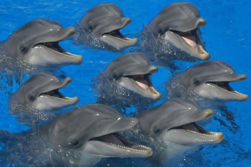 پارک دلفین کیش (دلفیناریوم)