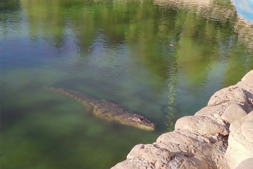 نکات بازدید از باغ پرندگان کیش