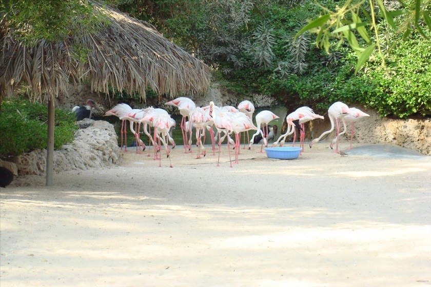 باغ پرندگان کیش