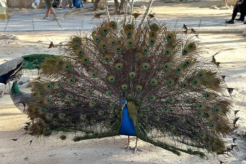 امکانات رفاهی باغ پرندگان کیش