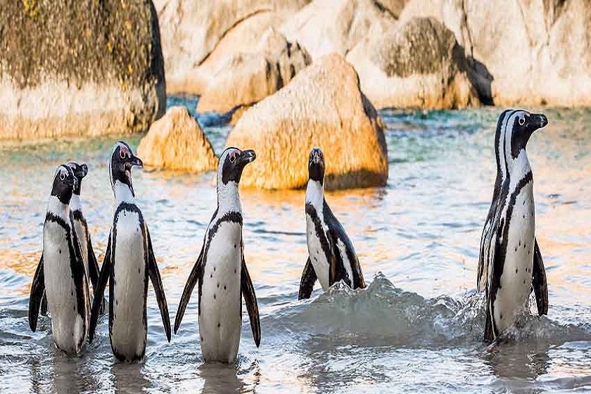 تاریخچه باغ پرندگان کیش