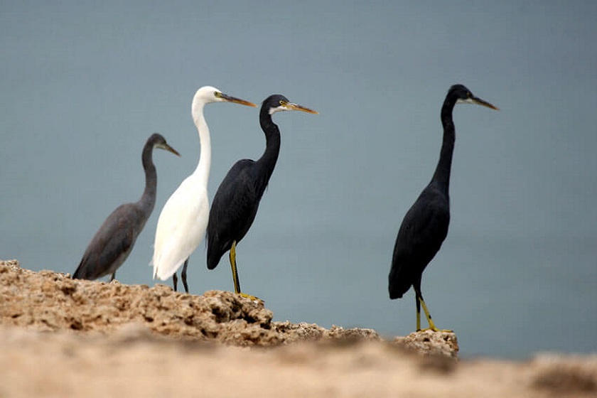 بخش های مختلف باغ پرندگان کیش