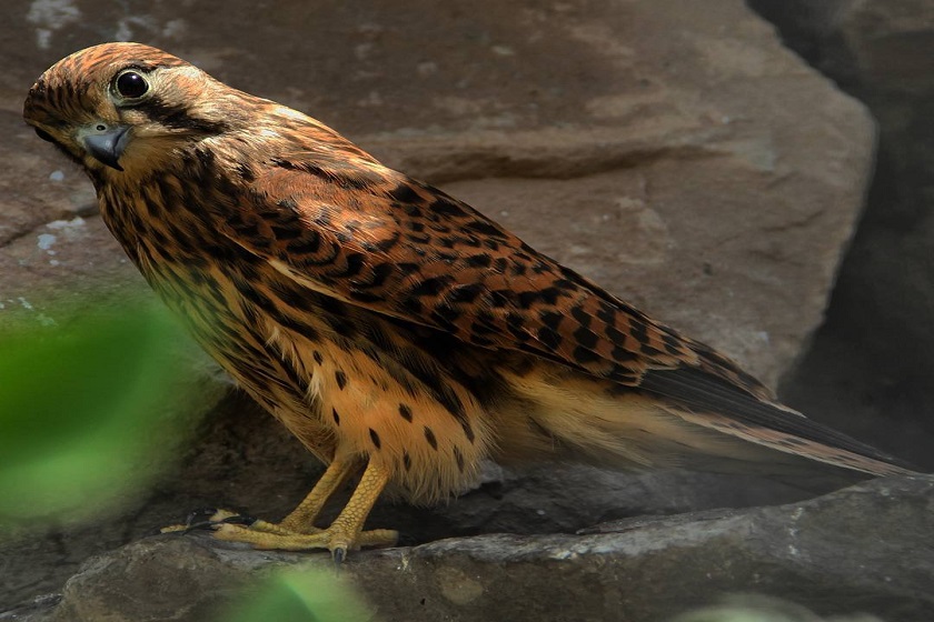 بخش پرندگان محبوس