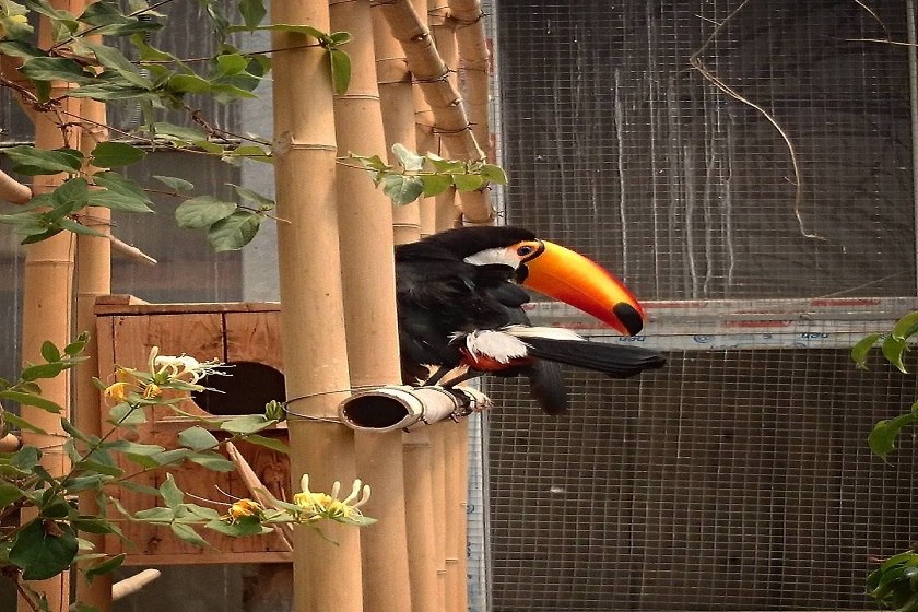 گونه های مختلف پرندگان باغ پرندگان کیش