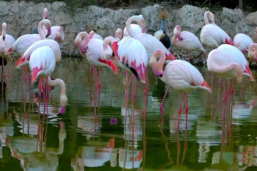 بخش پرندگان آزاد